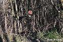 VBS_0841 - Corneliano d'Alba